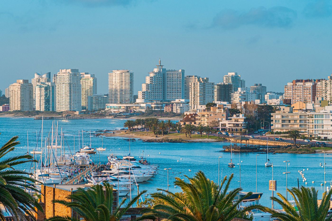 Punta del Este skyline and marina seen through palm trees, Uruguay